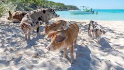 Ξενοδοχεία στην πόλη Exuma