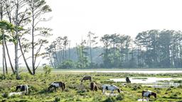 Chincoteague: Κατάλογος ξενοδοχείων