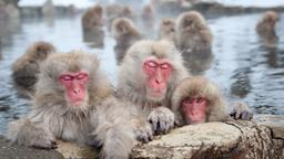 Ξενοδοχεία στην πόλη Nozawa Onsen