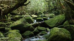 Yakushima - Ενοικίαση αυτοκινήτου