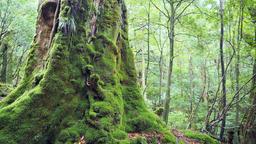 Ξενοδοχεία στην πόλη Yakushima