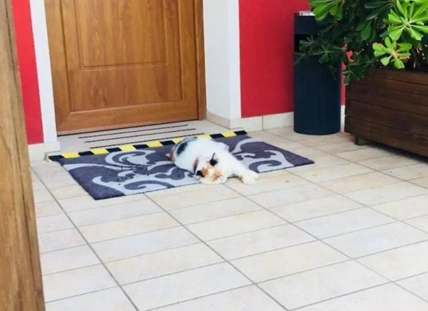 Άλλο Φωτογραφία