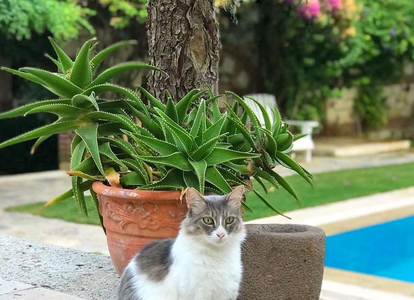 Θέα στην ύπαιθρο Φωτογραφία