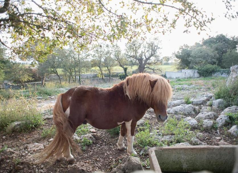 Άλλο Φωτογραφία