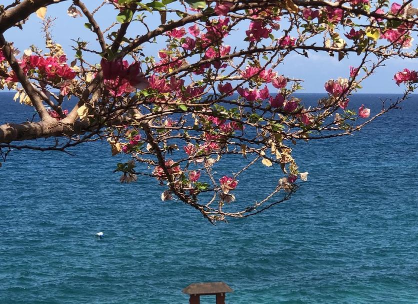 Εστιατόριο Φωτογραφία