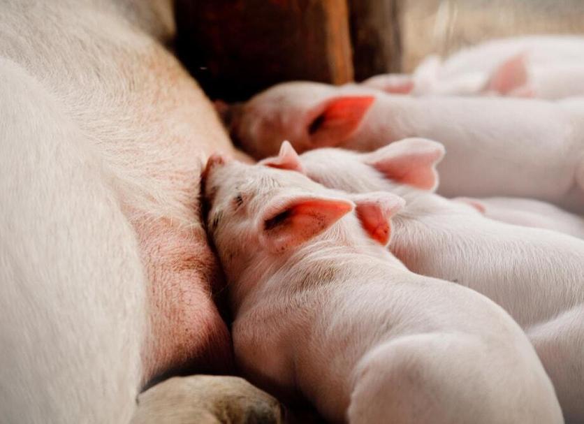 Άλλο Φωτογραφία